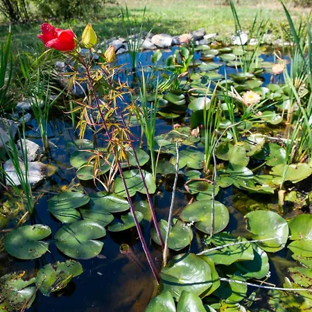 Tenuta Di Campagna Con Piscina Immersa Nel *