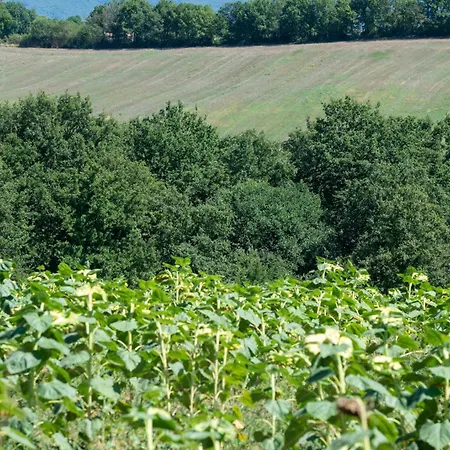 Tenuta Di Campagna Con Piscina Immersa Nel * Montecastrilli